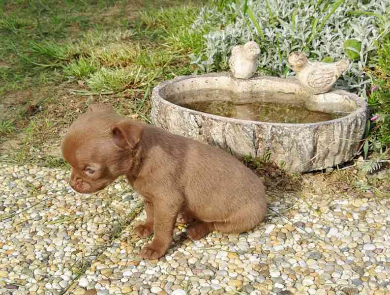 Čivava s PP - foto 4