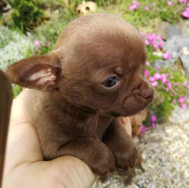 Čivava s PP - foto 6