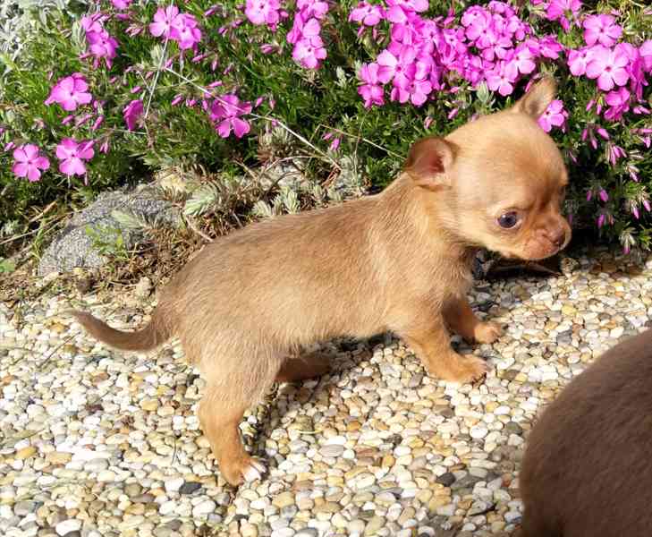 Čivava s PP - foto 2