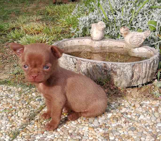 Čivava s PP - foto 3