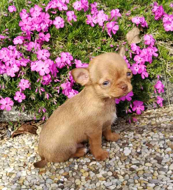 Čivava s PP - foto 7