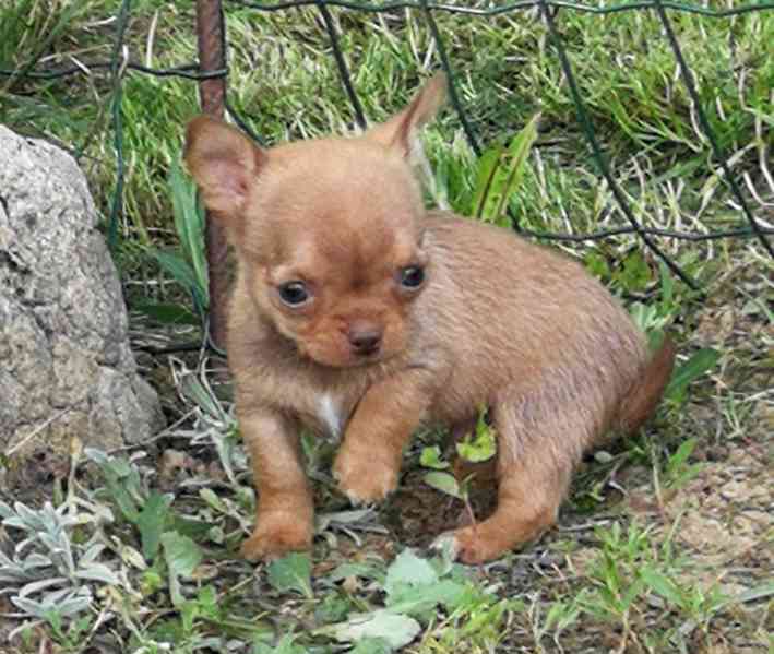 Čivava s PP - foto 9