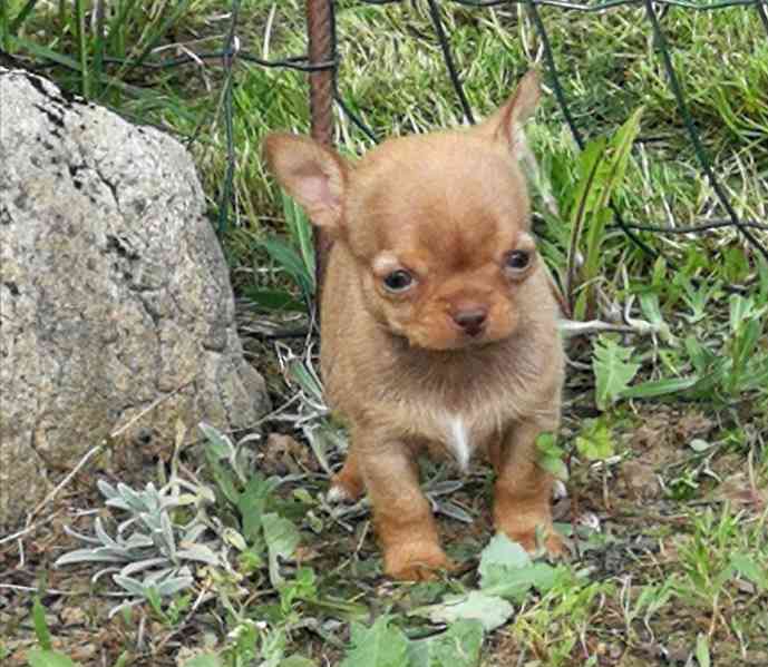 Čivava s PP - foto 8