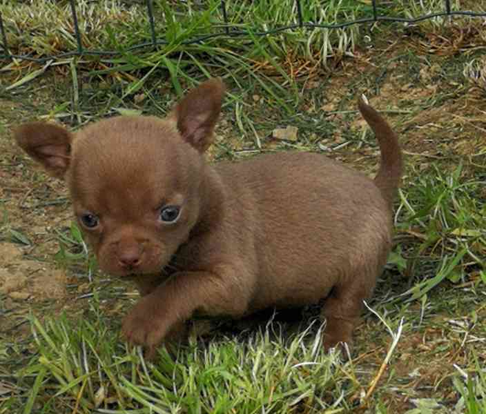 Čivava s PP - foto 5