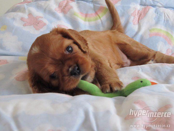 Kavalir King Charles Spanel - Zrzava (Ruby) stenatka - foto 4