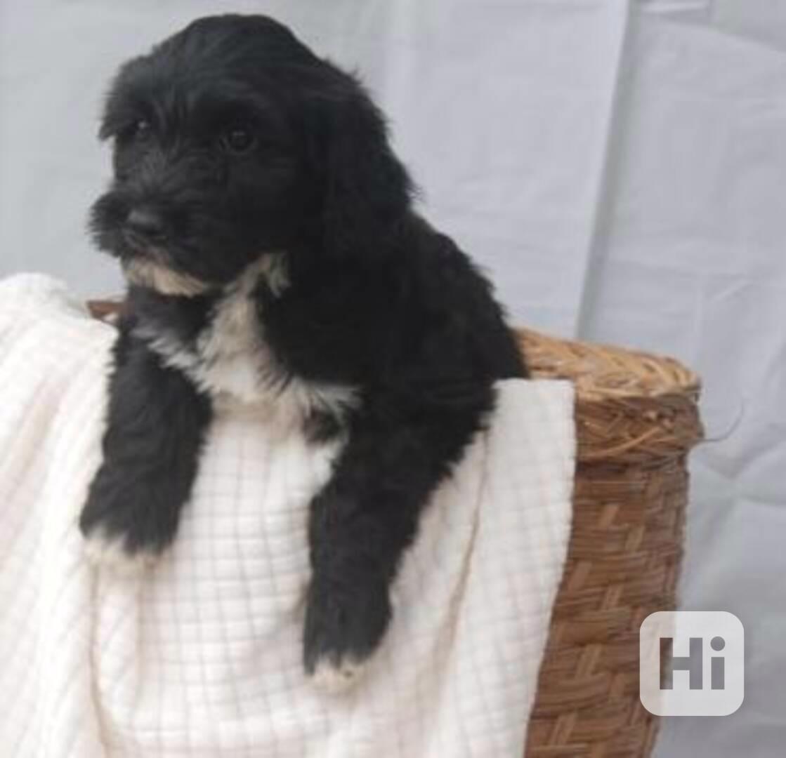 štěňata portugalského vodního psa - foto 1