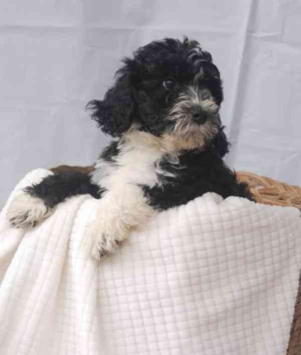 štěňata portugalského vodního psa - foto 2