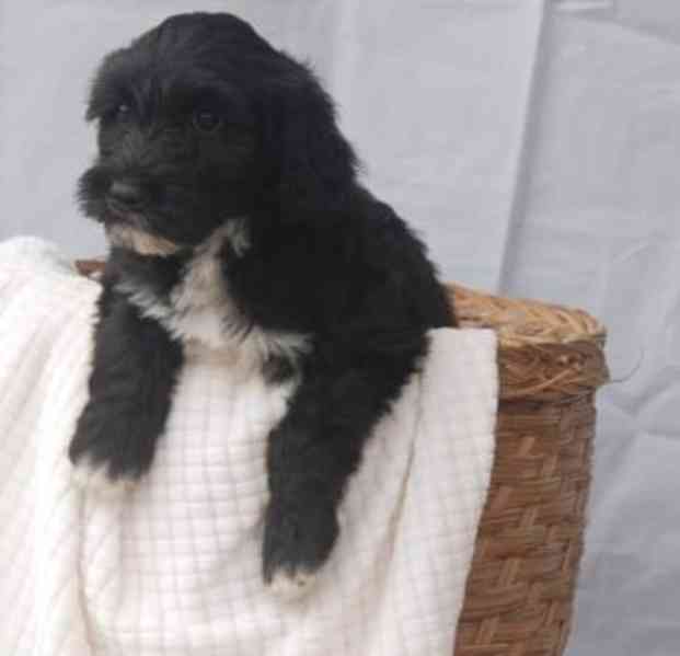 štěňata portugalského vodního psa - foto 1