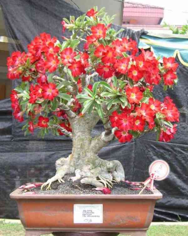 SAZENICE ADENIUM OBESUM - foto 1