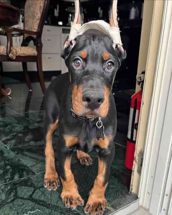 Štěně dobermana k ochraně. - foto 4