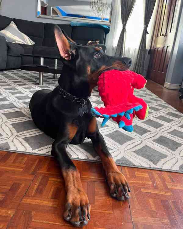 Štěně dobermana k ochraně. - foto 3