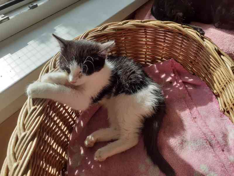 Hravý, čilý 3,5měsíční černobílý Míša hledá stálý - foto 3