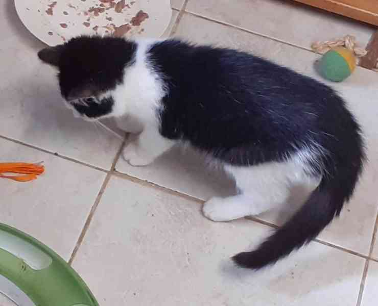 Hravý, čilý 3,5měsíční černobílý Míša hledá stálý - foto 7