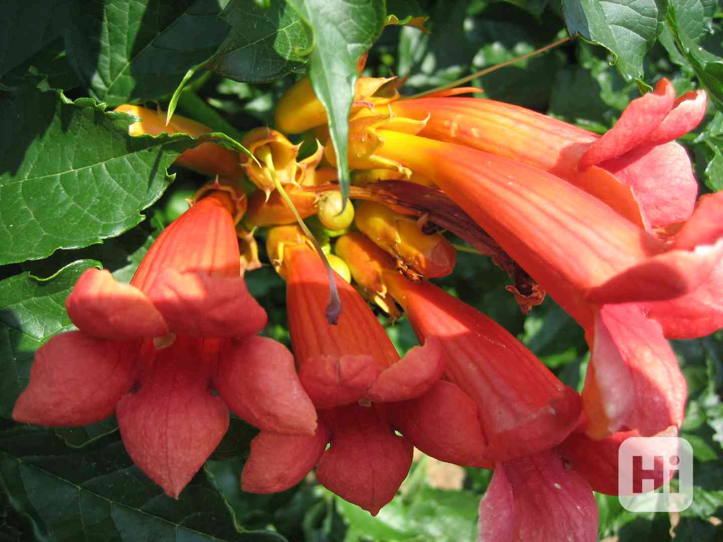 TRUBAČ americká liána ohnivé květy TRUBKY Nenáročný exotický - foto 1