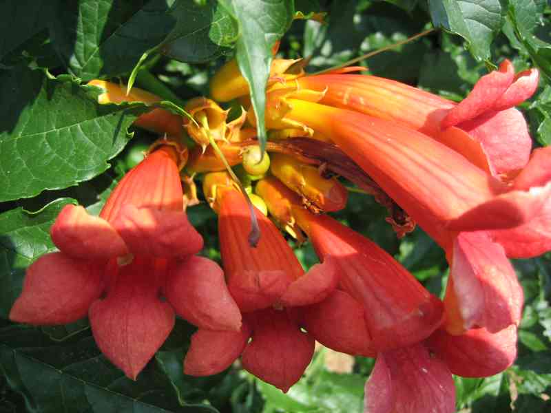 TRUBAČ americká liána ohnivé květy TRUBKY Nenáročný exotický - foto 1