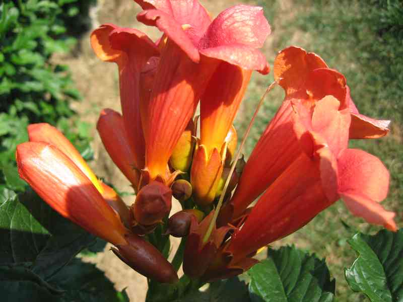 TRUBAČ americká liána ohnivé květy TRUBKY Nenáročný exotický - foto 5