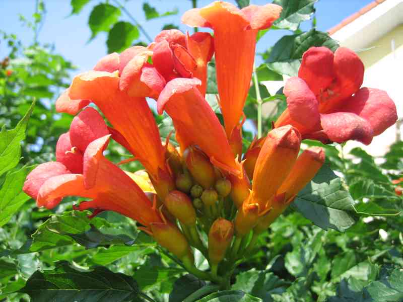 TRUBAČ americká liána ohnivé květy TRUBKY Nenáročný exotický - foto 4