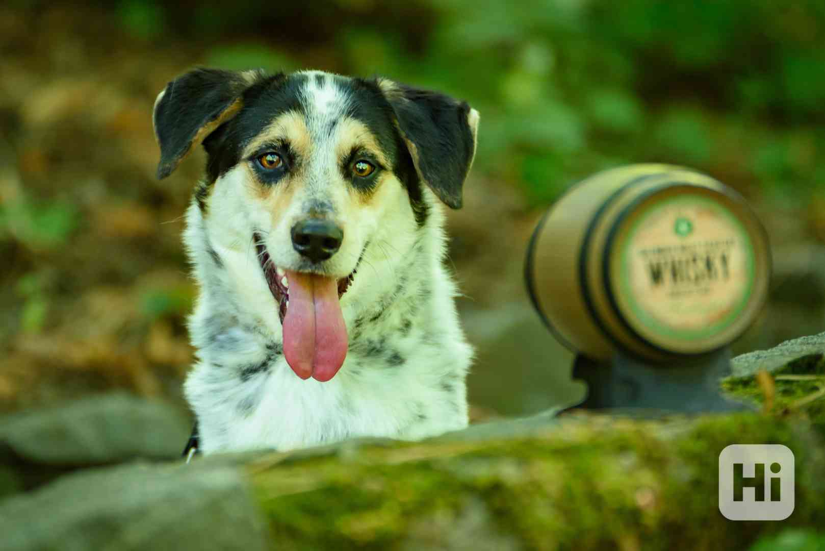 Malcolm – sympatický skot - kolie k adopci - foto 1