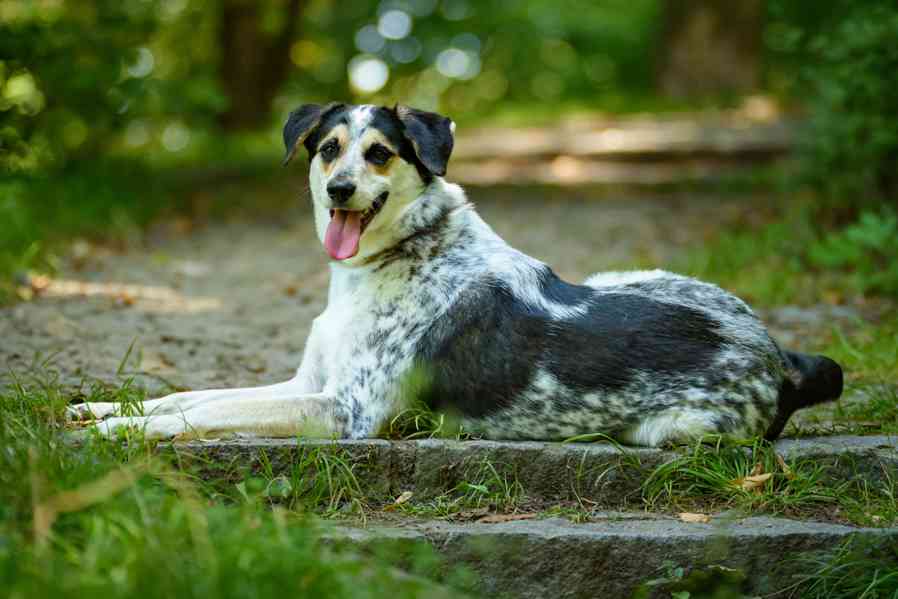 Malcolm – sympatický skot - kolie k adopci - foto 2