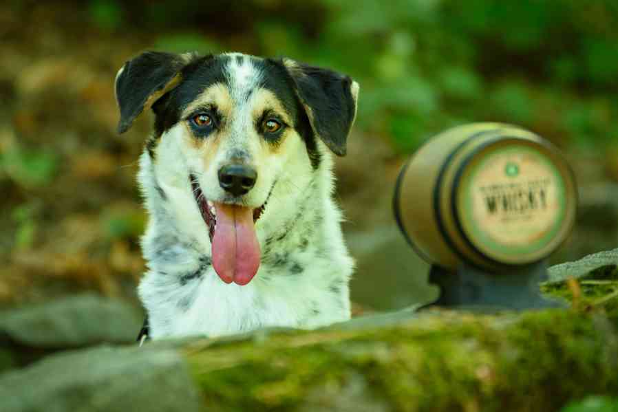 Malcolm – sympatický skot - kolie k adopci - foto 1