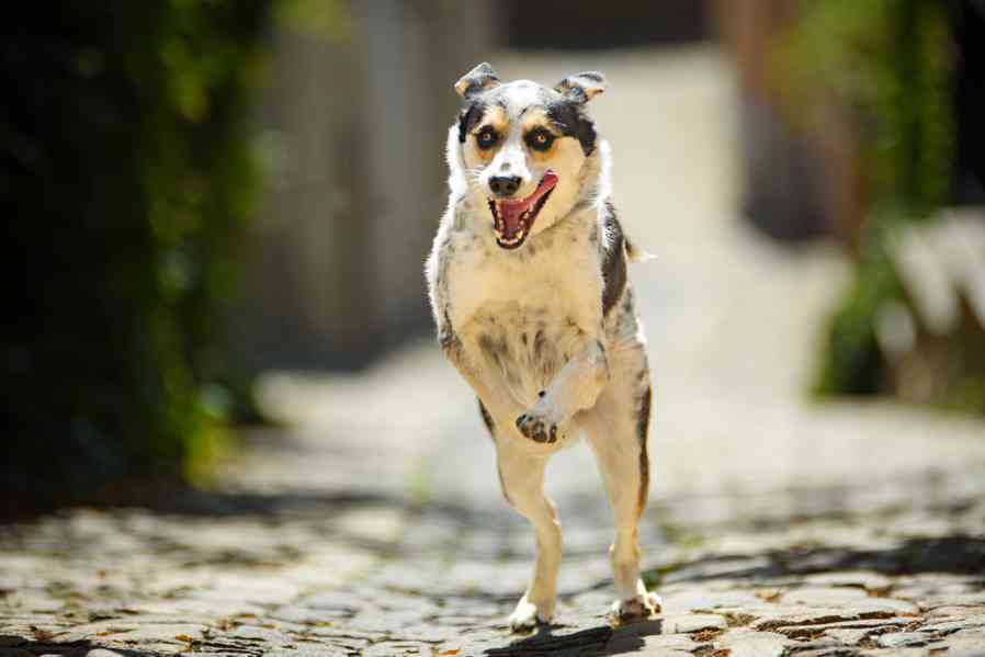 Malcolm – sympatický skot - kolie k adopci - foto 3
