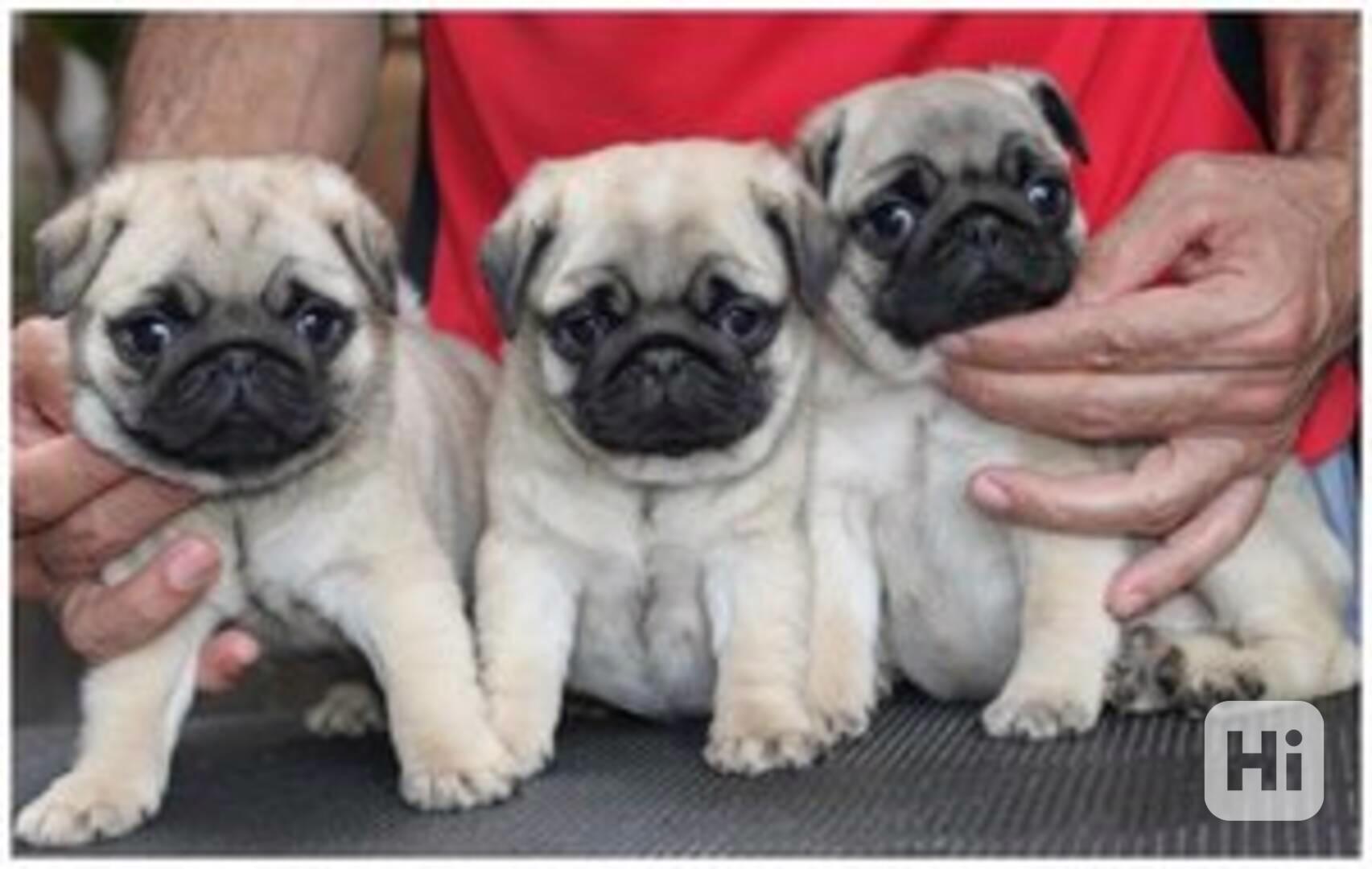 Štěňata mopse - sameček a sameček - foto 1