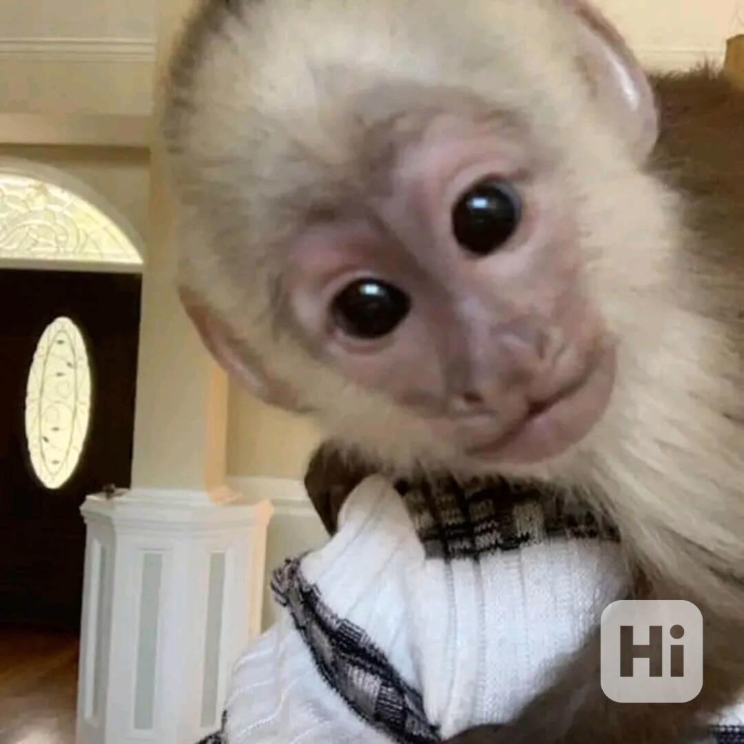  Přemístění inteligentního kapucína  - foto 1