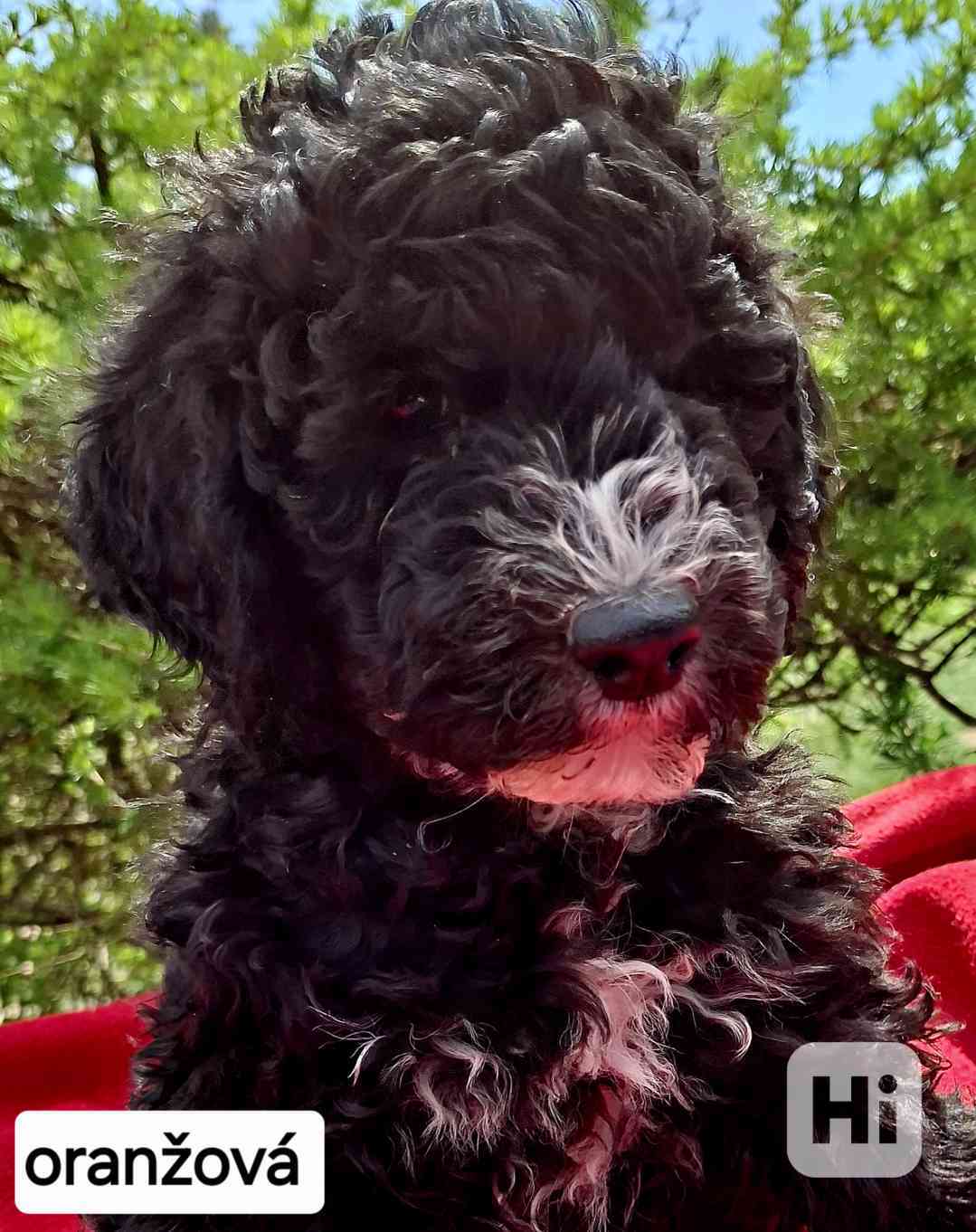SHEEPADOODLE- NELÍNAJÍ! - foto 1
