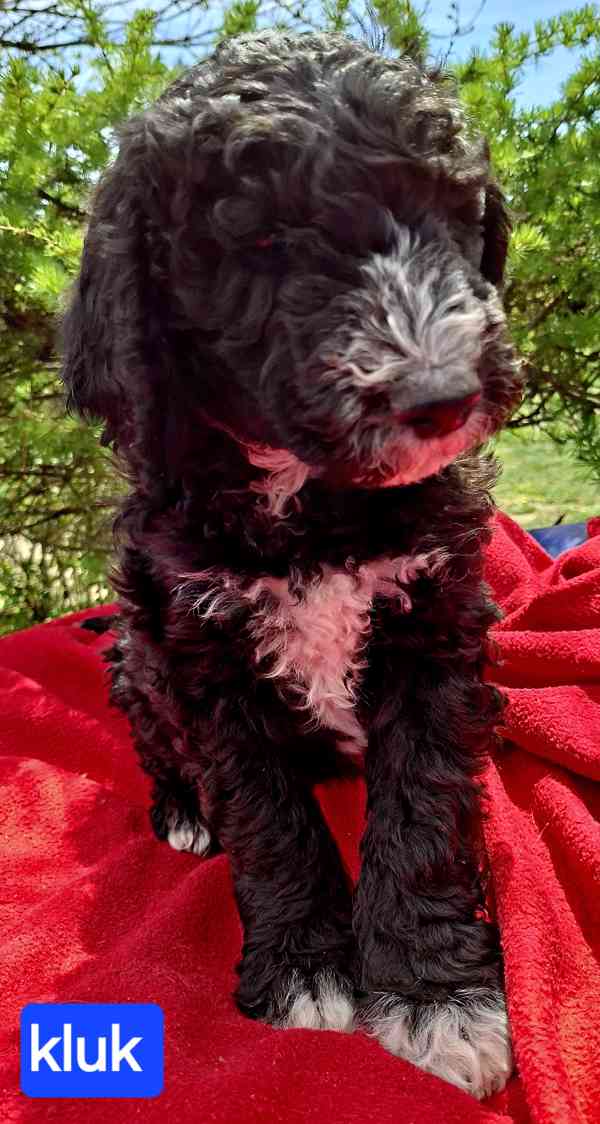SHEEPADOODLE- NELÍNAJÍ! - foto 7