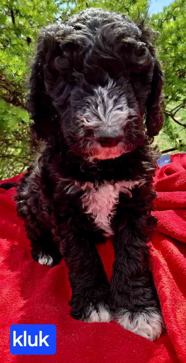 SHEEPADOODLE- NELÍNAJÍ! - foto 4
