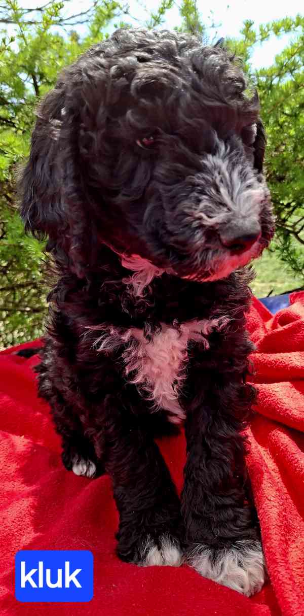SHEEPADOODLE- NELÍNAJÍ! - foto 6