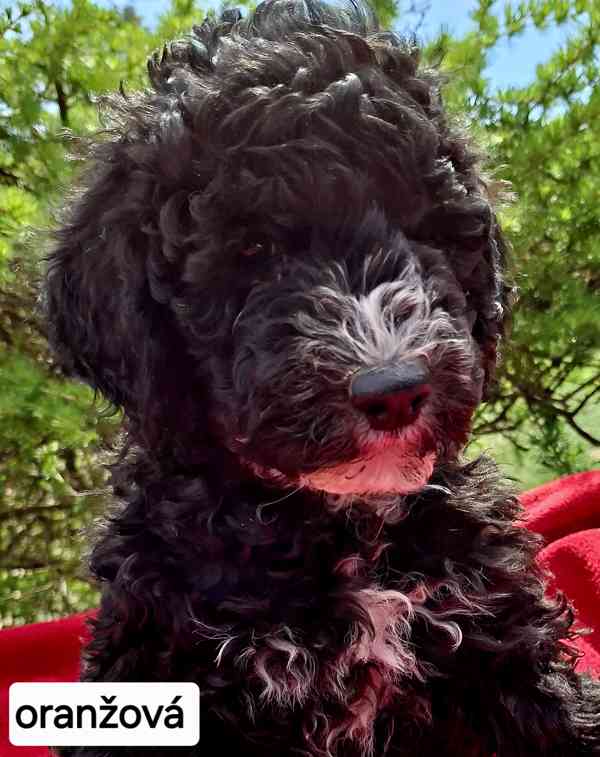 SHEEPADOODLE- NELÍNAJÍ! - foto 1