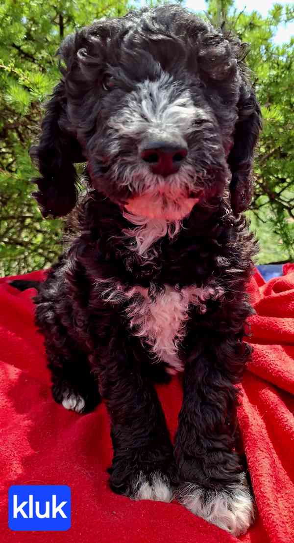 SHEEPADOODLE- NELÍNAJÍ! - foto 5