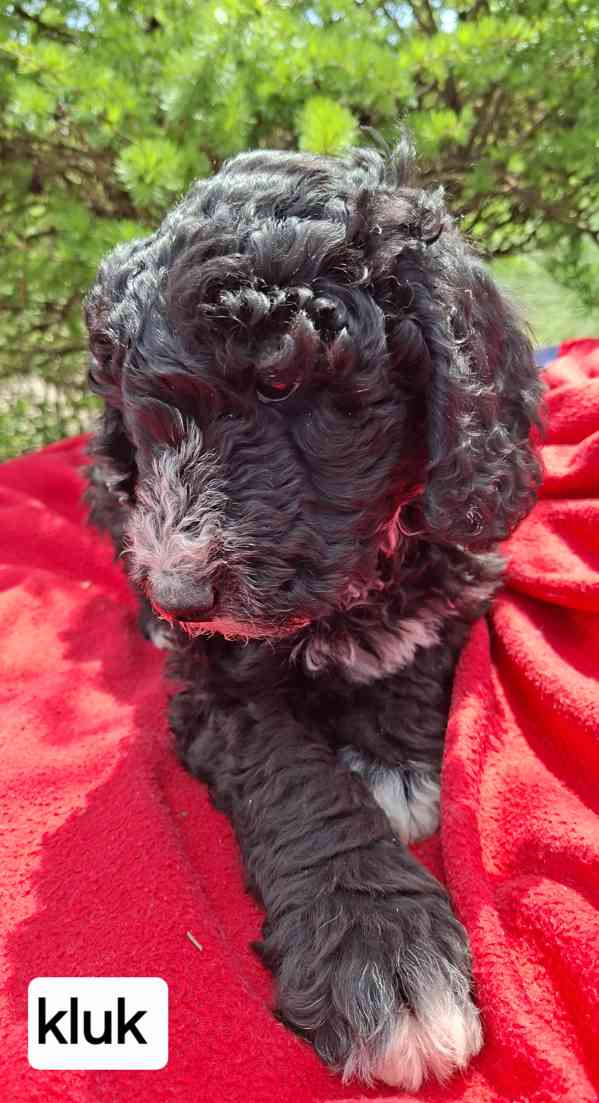 SHEEPADOODLE- NELÍNAJÍ! - foto 3