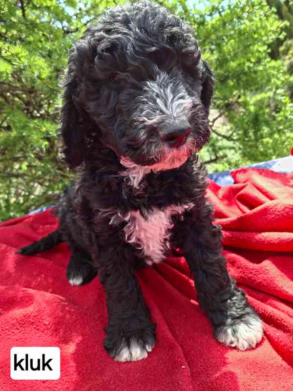 SHEEPADOODLE- NELÍNAJÍ! - foto 8
