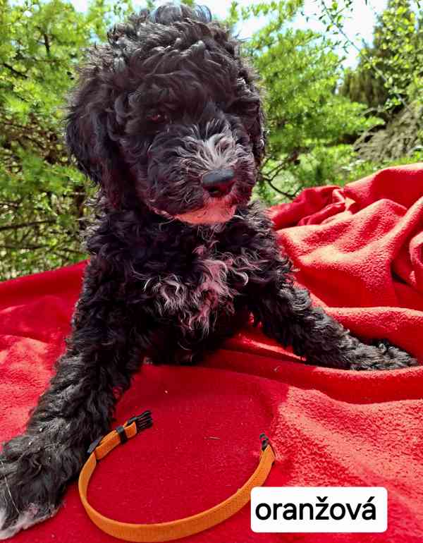 SHEEPADOODLE- NELÍNAJÍ! - foto 2