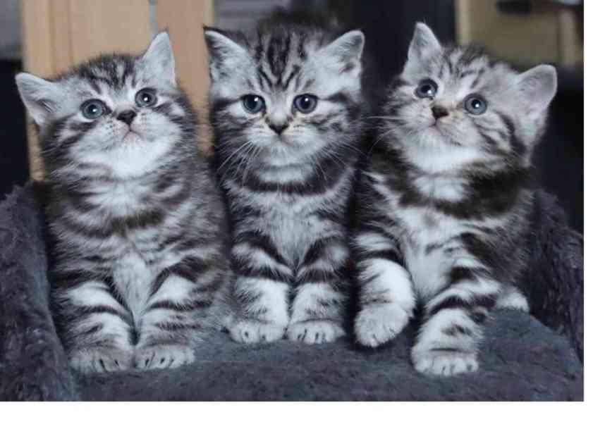 BKH Britské krátkosrsté kočky s rodokmenem - foto 1