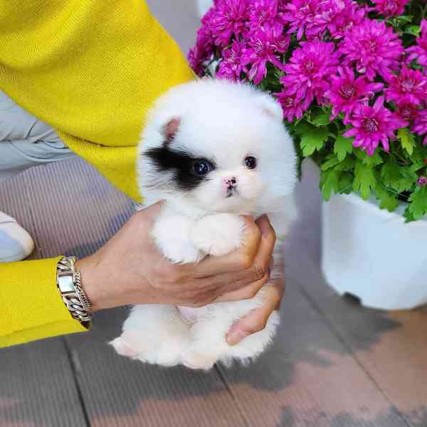 Špicové pomeranian štěňata k adopci zdarma - foto 3