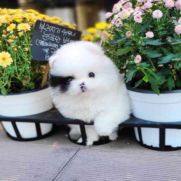 Špicové pomeranian štěňata k adopci zdarma - foto 2