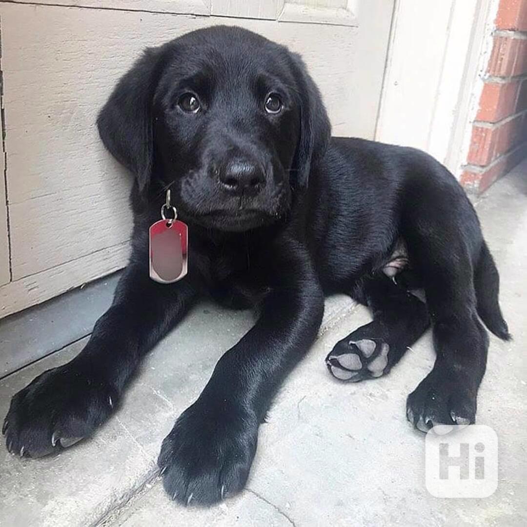 Štěňata labradorského retrívra - foto 1