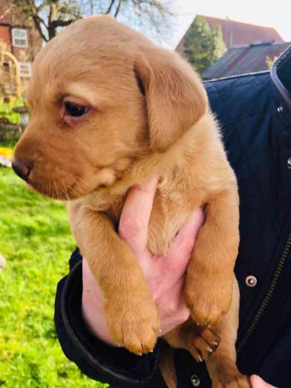 Štěňata labradorského retrívra - foto 4