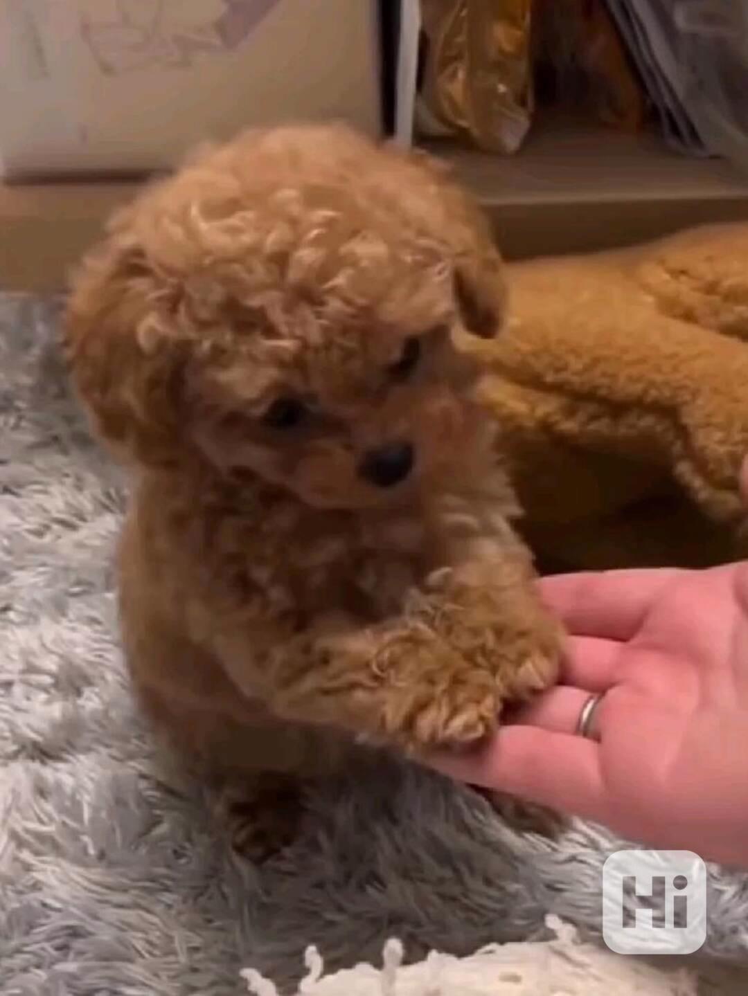 Štěňata toy pudla - foto 1