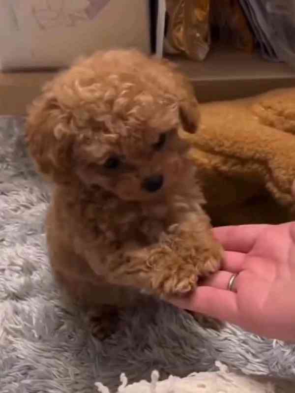 Štěňata toy pudla