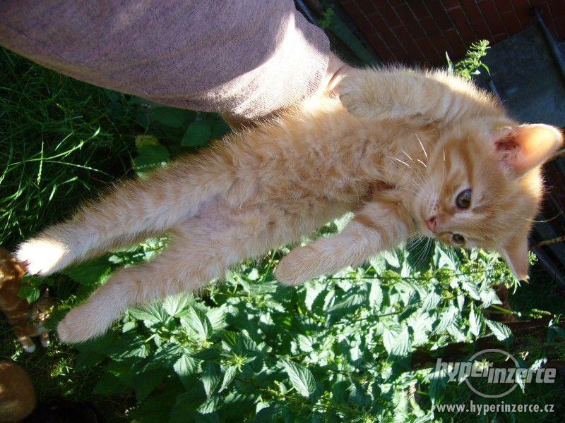 Přenechám májová koťátka - foto 2