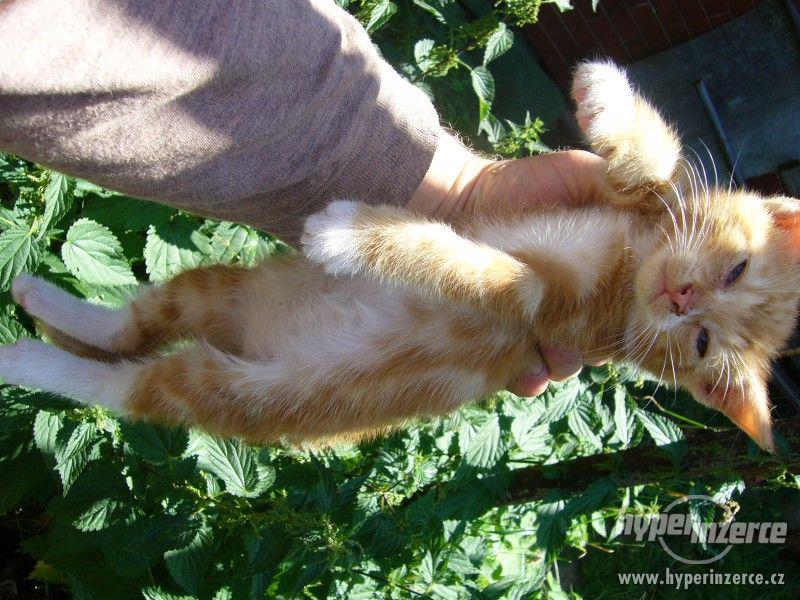 Přenechám májová koťátka - foto 4