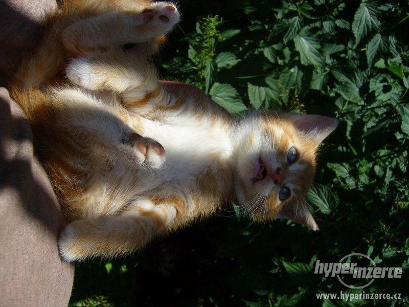 Přenechám májová koťátka - foto 5