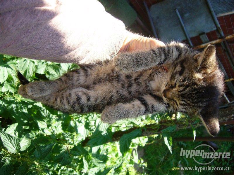 Přenechám májová koťátka - foto 6