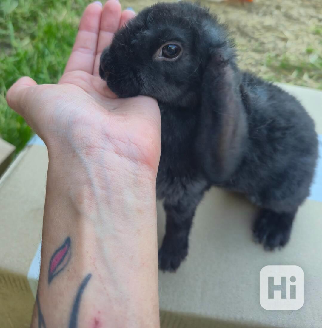 Zakrslý králík beránek - foto 1
