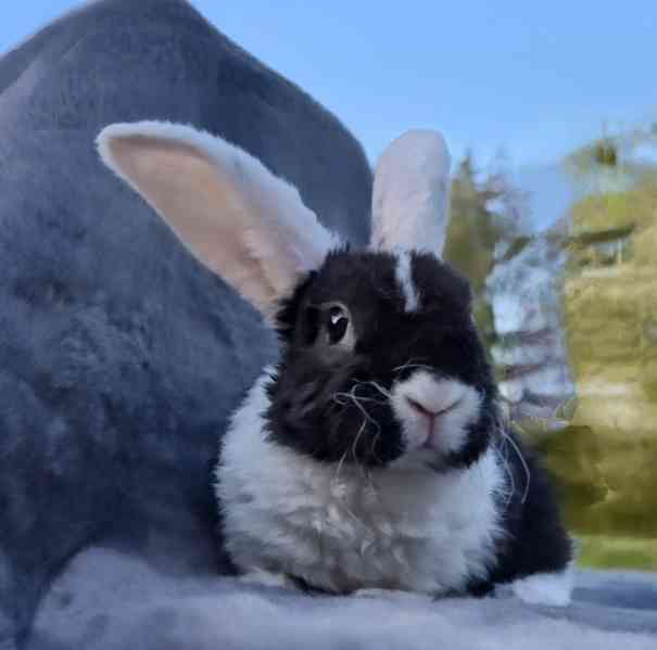 Zakrslý králík beránek - foto 3