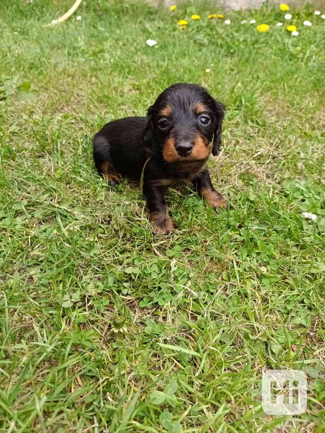 Jezevčík trpasličí/králičí dlouhosrstý - foto 1
